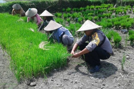 Polisi Blusukan ke Sawah, Maaf...Ini Bukan Pencitraan - JPNN.COM