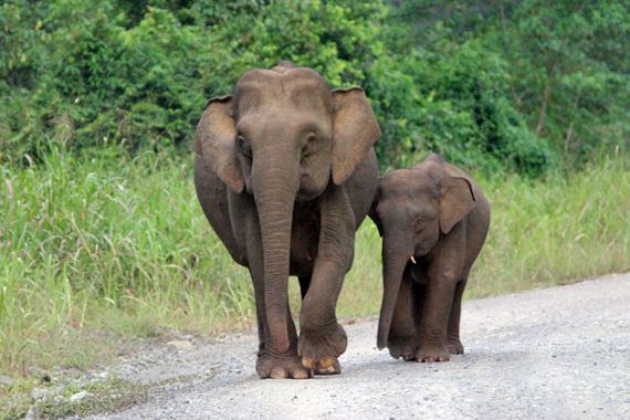 Hanya Ada 80 Ekor, Gajah Kalimantan Dianggap Keramat - JPNN.COM