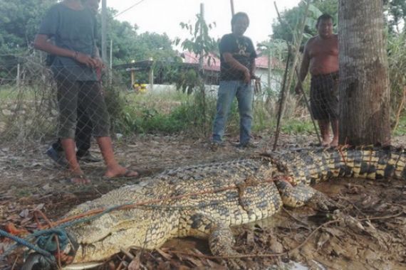 Buaya Besar Ini Kabarnya sudah Dipotong-potong Warga - JPNN.COM