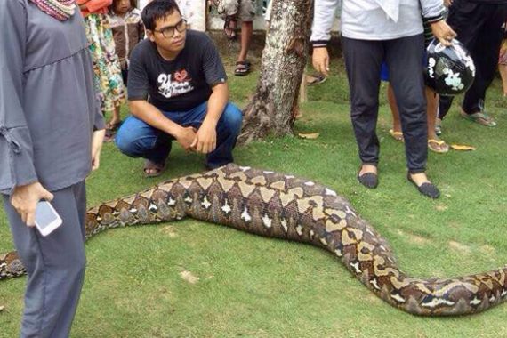 Heboh, Warga Mamuju Temukan Ular Piton dengan Perut Membesar - JPNN.COM