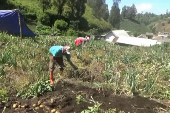 Harga Kentang Naik, Petani Girang Banget - JPNN.COM