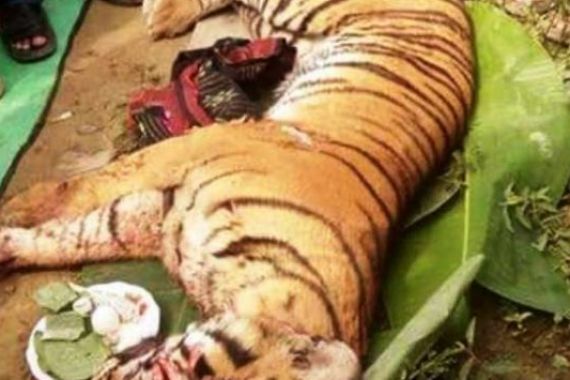 Heboh, Harimau Sumatera Masuk Kampung, Ya Begini Jadinya... - JPNN.COM