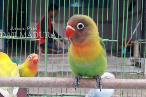 4 Burung Milik Angga Kurniawan Rp16 Juta Raib Digondol Maling - JPNN.COM