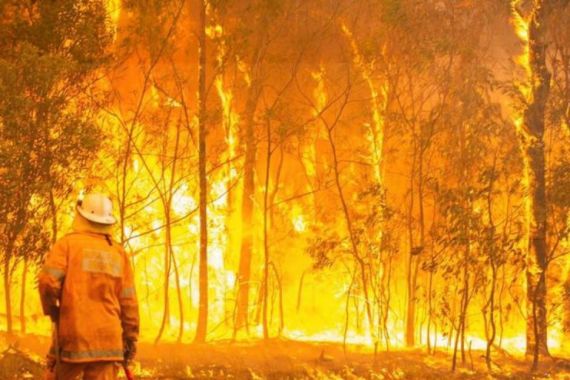 2000 Koala Mati Akibat Kebakaran Hutan di Australia - JPNN.COM