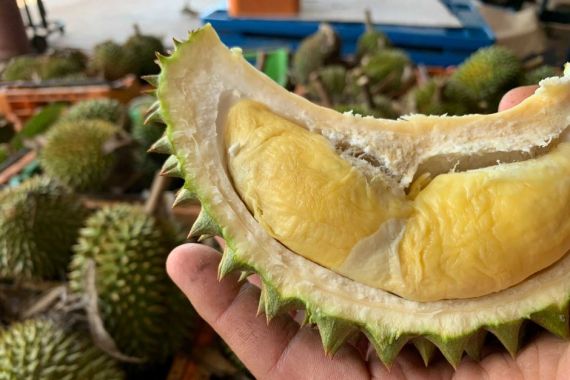 Australia Masuki Musim Durian, Baunya Sudah Mulai Tercium - JPNN.COM