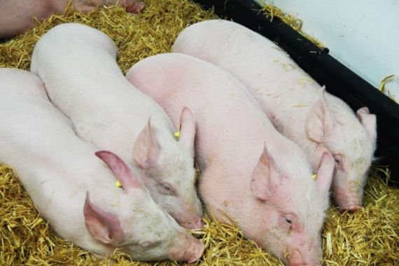 Australia Minta Warganya Tak Membawa Masuk Produk Babi dari Indonesia - JPNN.COM