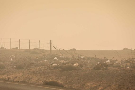 Australia Siapkan Kuburan Massal untuk Korban Kebakaran Hutan - JPNN.COM