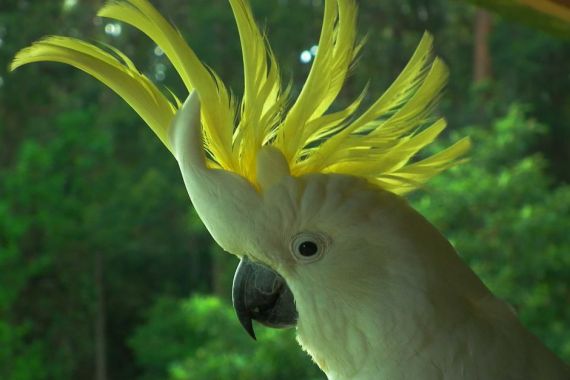 Burung yang Cerdas: Apa yang Anda Ketahui Tentang Kakatua Berjambul Kuning? - JPNN.COM