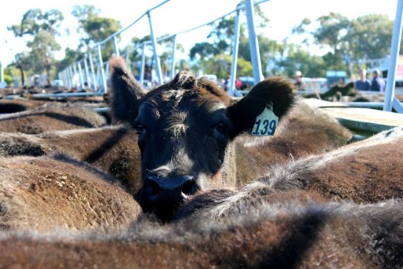 Harga Sapi Australia Mencetak Rekor Tertinggi, Pengolah Daging Sangat Tertekan - JPNN.COM