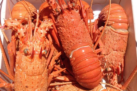 Lobster Australia Ditahan Bandara Tiongkok di Tengah Meningkatnya Selisih Dagang Kedua Negara - JPNN.COM