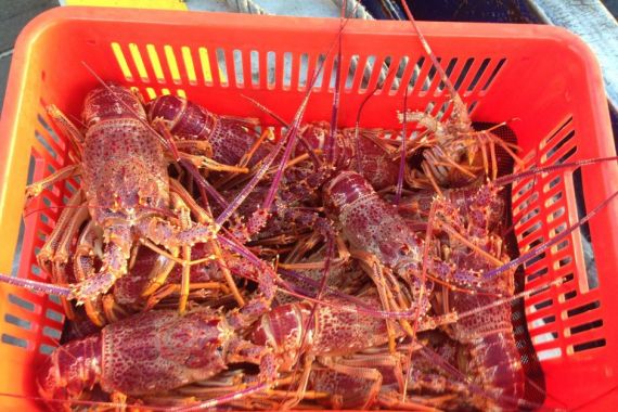 Peternak Lobster di Australia Dirugikan Virus Corona - JPNN.COM