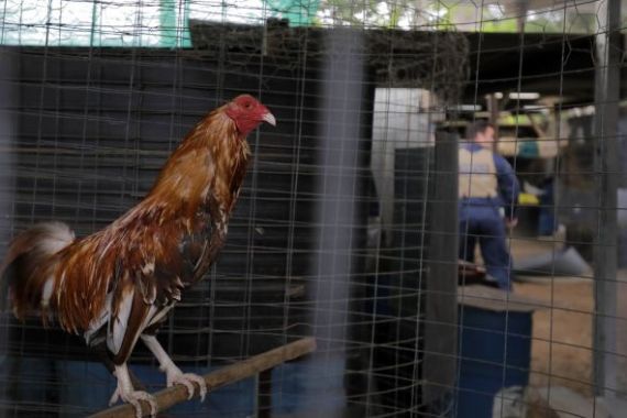 Polisi Australia Menyita Ratusan Ayam Jago yang Digunakan dalam Judi Adu Ayam - JPNN.COM