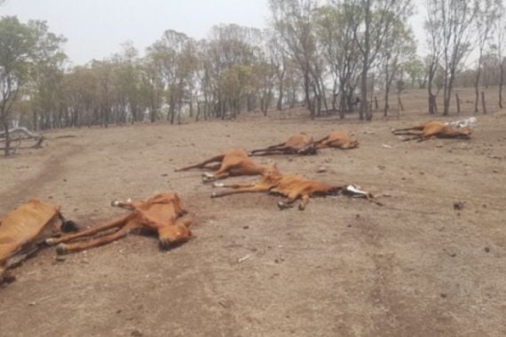 Puluhan Kuda di Brisbane Mati Karena Kekurangan Gizi - JPNN.COM
