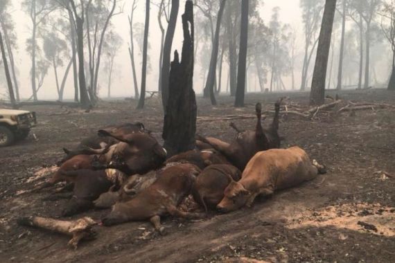 Ratusan Ribu Ternak Australia Terpanggang Matang Akibat Kebakaran Hutan - JPNN.COM