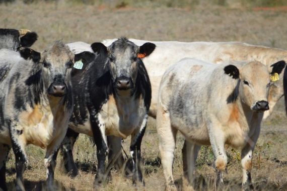 Saat Ini Harga Daging di Australia Jadi yang Termahal di Dunia, Ini Alasannya - JPNN.COM