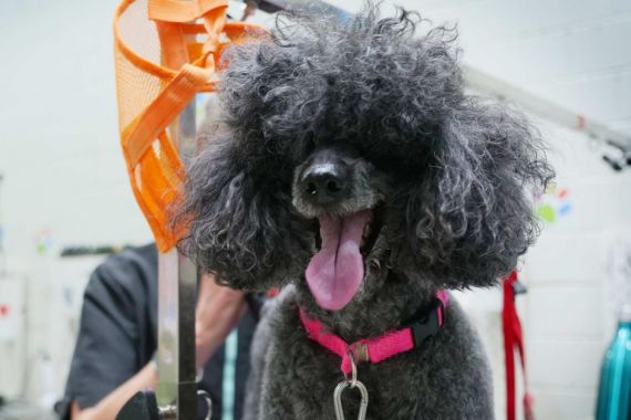 Salon Anjing di Melbourne Laris Manis, Antrean Sampai Berbulan-bulan - JPNN.COM