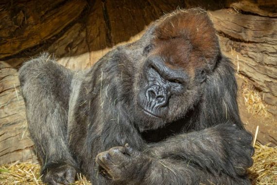 Sekelompok Gorila Positif COVID-19, Kasus Pertama Pada Spesies Kera Besar - JPNN.COM