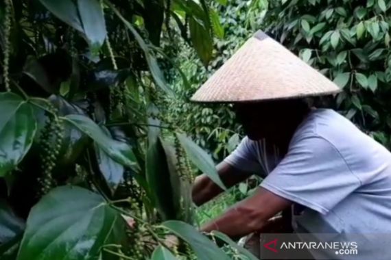 Joss! Harga Lada di Tingkat Petani Naik, Nyaris 100 Persen - JPNN.COM