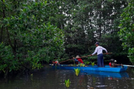 BRGM: Rehabilitasi Mangrove Akan Melibatkan Perusahaan Swasta - JPNN.COM