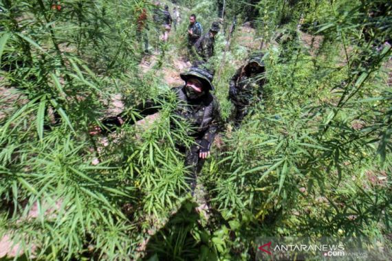 BNN Memusnahkan 13 Ribu Batang Pohon Ganja di Aceh Utara  - JPNN.COM