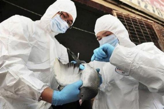 Ratusan Ayam di Riau Terjangkit Flu Burung, Warga Jangan Panik - JPNN.COM