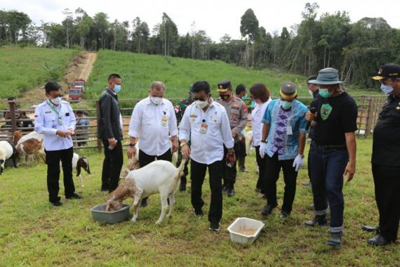 Potensi Ekspor, Begini Penampakan Kambing Boer dari Kaltara - JPNN.COM