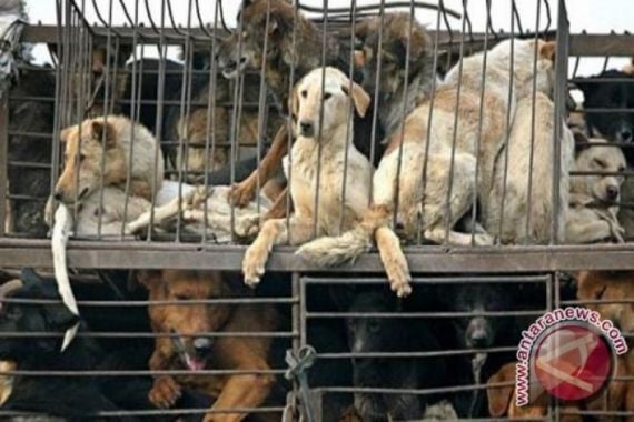 Daging Anjing Dijual Bebas di Pasar Senen, Sudah 6 Tahun Beroperasi - JPNN.COM