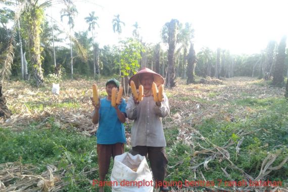 Pasok 40% Kebutuhan di Sumbar, Pasaman Barat Panen Jagung - JPNN.COM