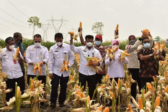 Pimpin Panen Jagung Serentak, SYL Sampaikan Perintah Jokowi - JPNN.COM