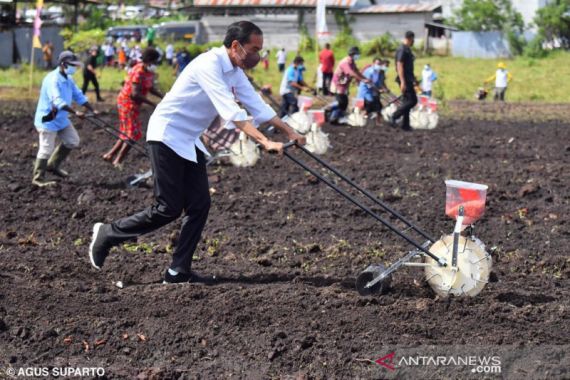 Menanam Jagung di Sorong, Jokowi: Ini Lahan yang Sangat Luas - JPNN.COM