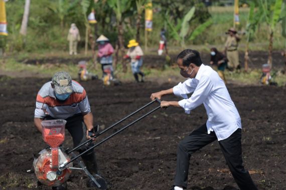 Presiden Jokowi Dorong Peningkatan Produktivitas Sektor Pertanian di Papua Barat - JPNN.COM