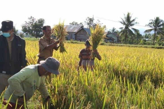 Kementan Dorong Transformasi Sistem Pertanian, Panen di Sulteng Meningkat - JPNN.COM
