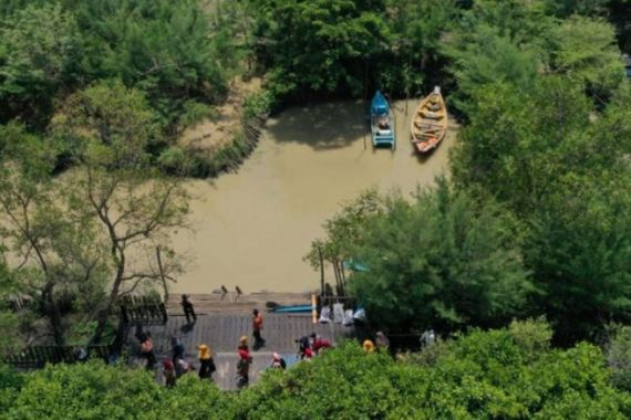 Chevron Terjun Langsung Mendukung Penyelamatan Mangrove di Jakarta dan Riau - JPNN.COM