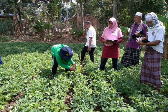 Lewat Program Sekolah Lapang, Hasil Panen Petani Kacang Tanah di NTB Meningkat - JPNN.COM