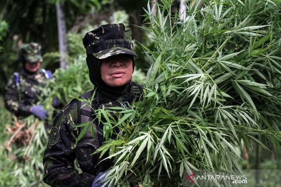 Brigjen Aldrin: Tanaman Ganja Ini Dimusnahkan dengan Cara Dicabut dan Dibakar - JPNN.COM