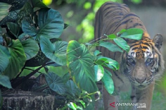 Harimau Sumatera Meresahkan Warga Merangin, Polisi dan BKSDA Lakukan Ini - JPNN.COM