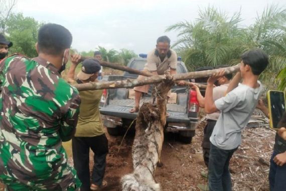 Harimau Sumatera Ditemukan Mati Terjerat Sling di Bengkalis - JPNN.COM
