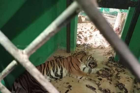 Berkonflik dengan Manusia, Harimau Sumatera Kondisinya Membaik - JPNN.COM