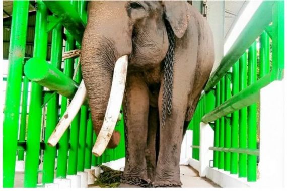 Sutikno Tewas Diserang Puluhan Gajah Liar Way Kambas  - JPNN.COM