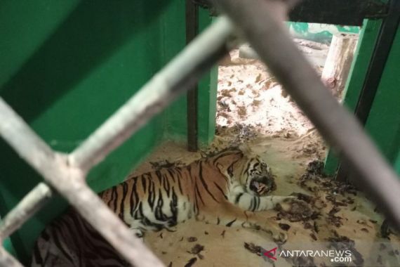 Harimau Sumatera yang Direhabilitasi di BKSDA Jambi Mati, Apa Penyebabnya? - JPNN.COM