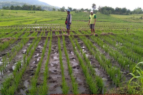 Food Estate Solusi Tepat Hadapi Penyusutan Lahan Pertanian Indonesia - JPNN.COM