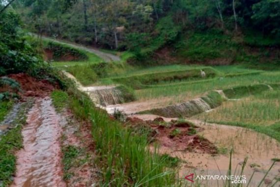 Puluhan Hektare Sawah di Cianjur Terendam Banjir - JPNN.COM