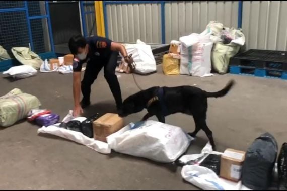 Anjing K9 Milik Bea Cukai Batam Berhasil Temukan Sabu-sabu dalam Barang Kiriman - JPNN.COM
