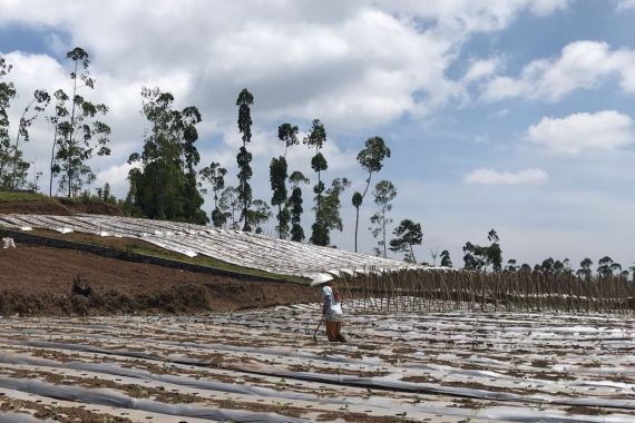 Kementan Berikan Rekomendasi Teknologi untuk Hadapi Perubahan Iklim - JPNN.COM