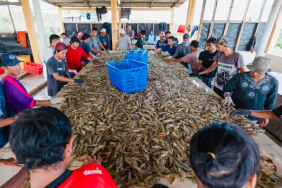 Ini Keunggulan Aplikasi Aquahero, Khusus untuk Membantu Petambak Udang - JPNN.COM