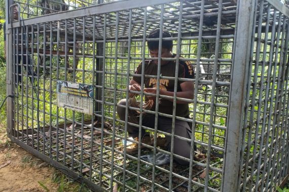 Harimau Sumatera Berkeliaran di Padang Lawas, Sudah Hampir Sebulan, Warga Resah - JPNN.COM