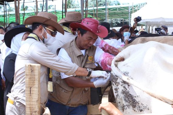 Kementan Dorong Provinsi Lampung Hasilkan 300 Ribu Bibit Sapi - JPNN.COM