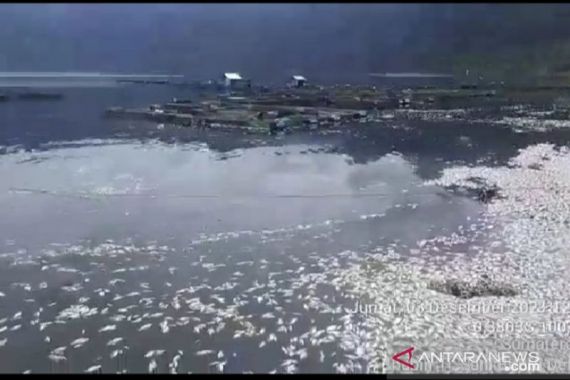 362 Ton Ikan Mati di Danau Maninjau, Petani Rugi Miliaran Rupiah - JPNN.COM