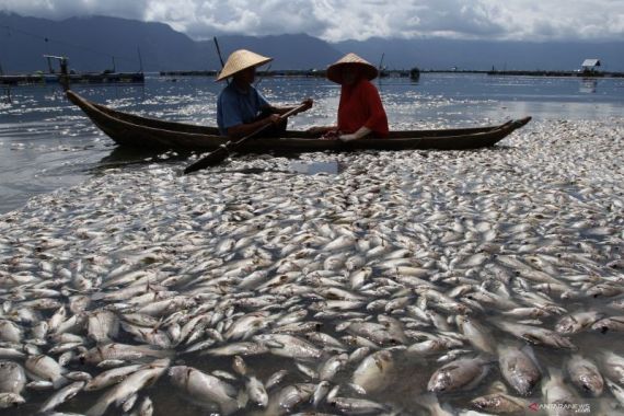 200 Ton Ikan Mati Mendadak di Danau Maninjau, Ini Penyebabnya - JPNN.COM