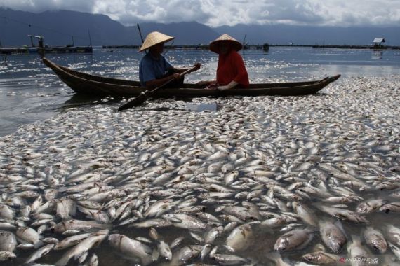 Terungkap, Ini Penyebab 362 Ton Ikan di Danau Maninjau Mati Mendadak - JPNN.COM